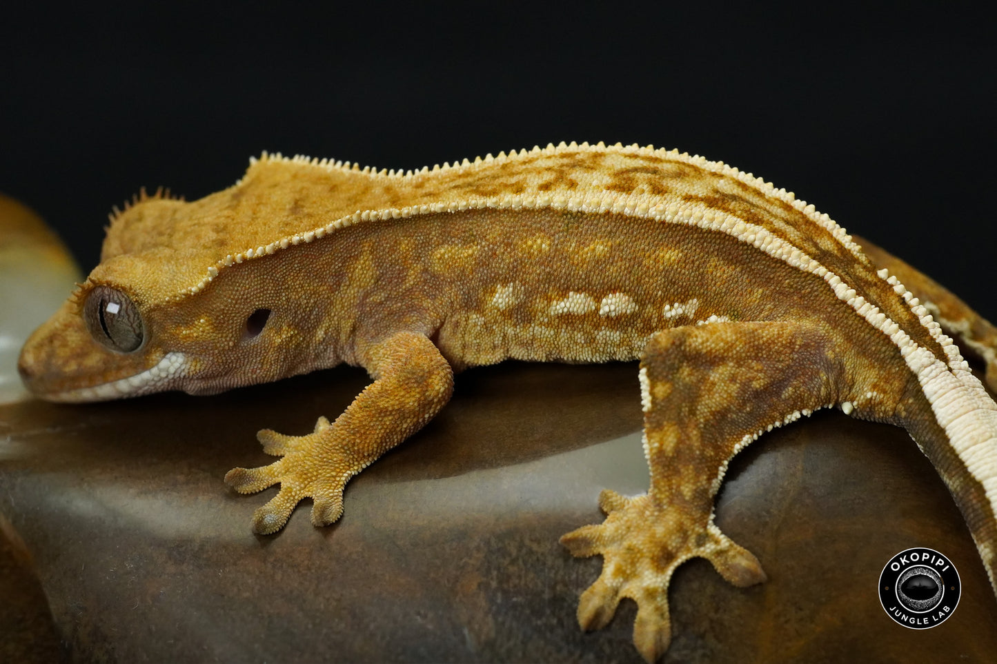 KETUT