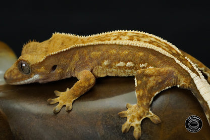 KETUT
