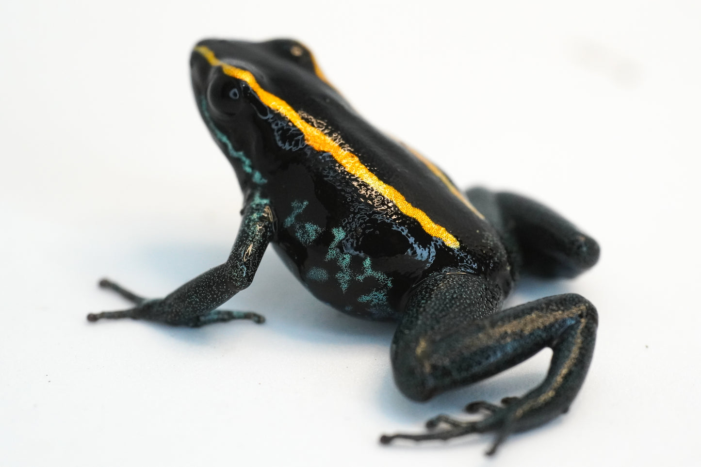 Phyllobates Vittatus