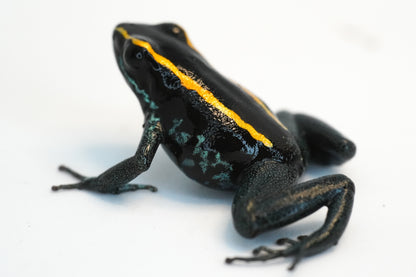 Phyllobates Vittatus