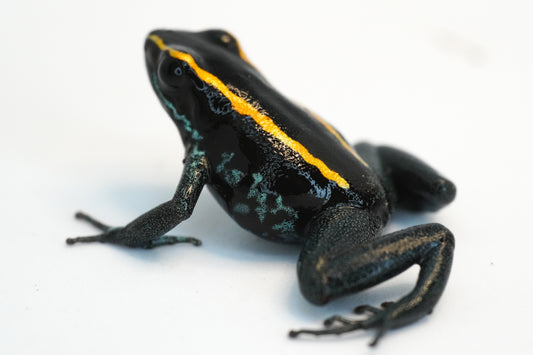 Phyllobates Vittatus