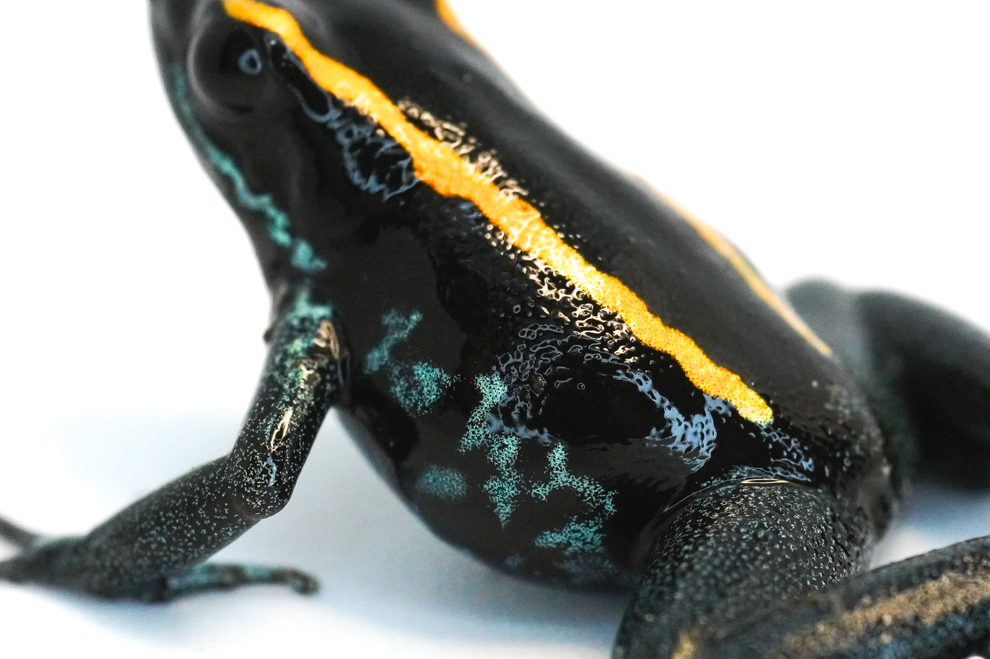 Phyllobates Vittatus