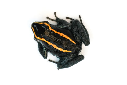 Phyllobates Vittatus