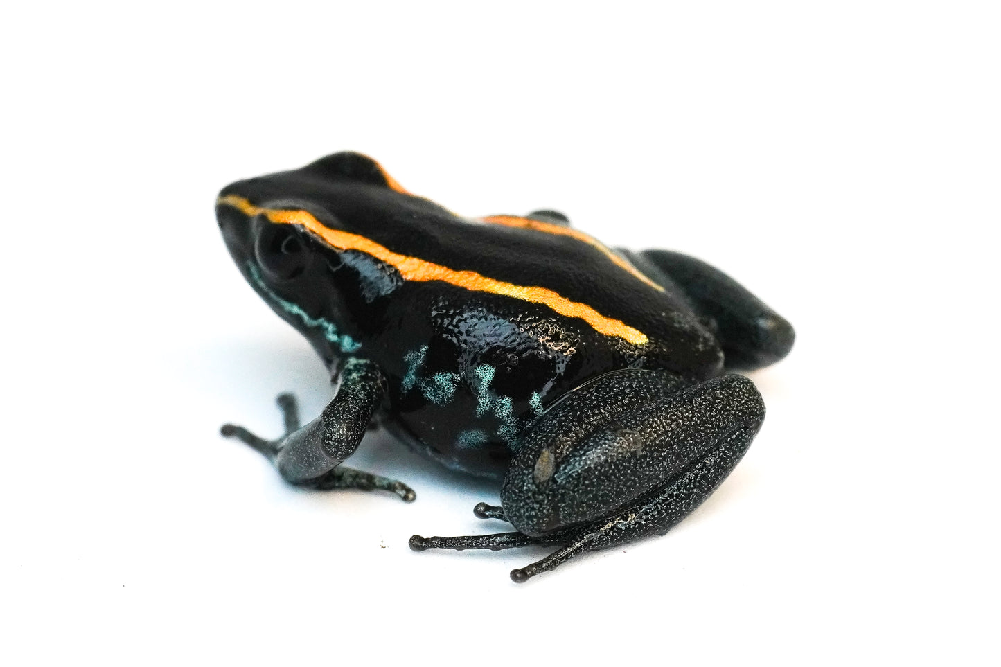 Phyllobates Vittatus