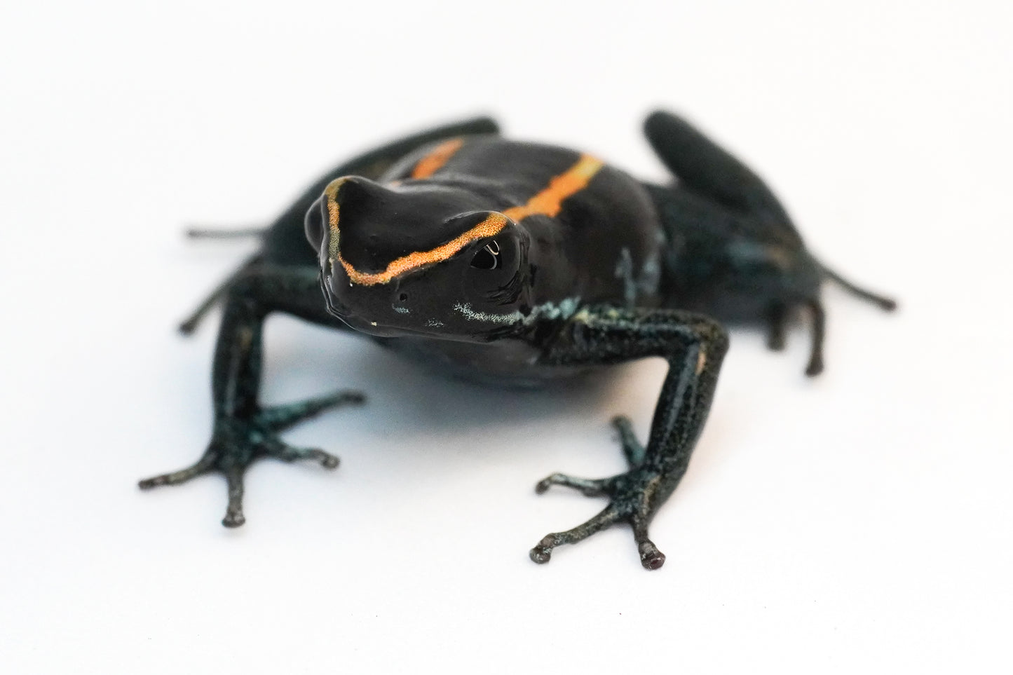 Phyllobates Vittatus